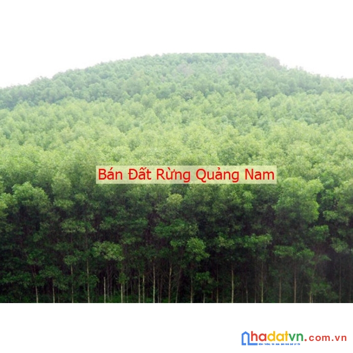 Đất rừng ở huyện hiệp đức, quảng nam