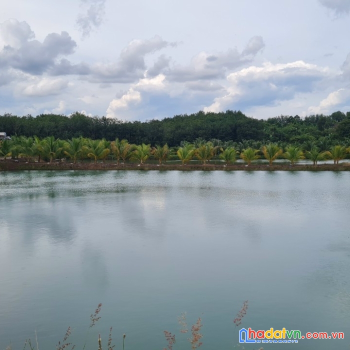 Đất nền view hồ sen rộng 16 ha. chỉ có 7 nền đất nền odt ở thị trấn tân khai view hồ siêu đẹp. sổ