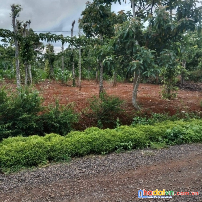 Đất nền thị xã buôn hồ chỉ 330tr/lô diện tích 240m2