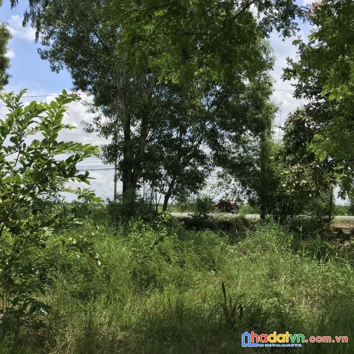 Gia đình cần bán đất xã bình tân thị xã kiến tường tỉnh long an.