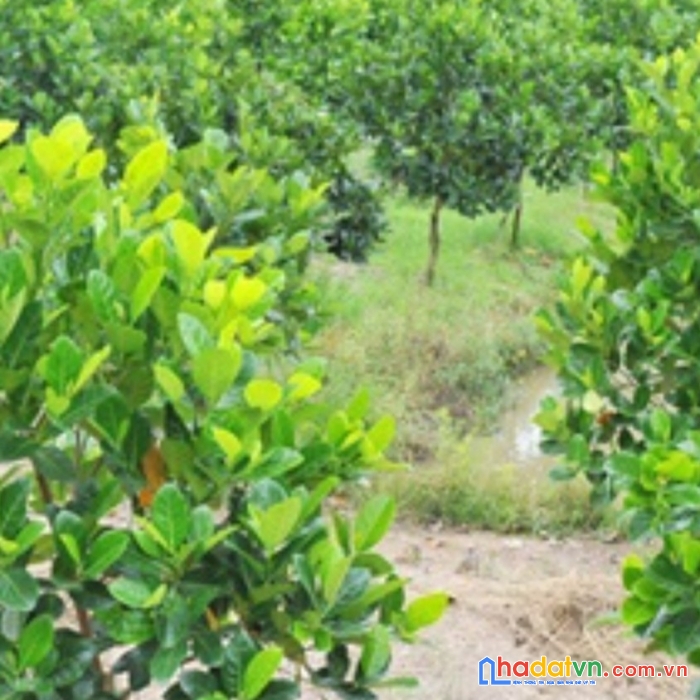 **chính chủ cần bán gấp hơn 1000m đất vườn trái cây **