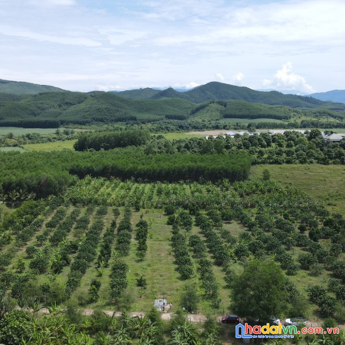 Bơi cùng cá mập! giá đầu tư f0. xin mời đầu tư - sông cầu, khánh vĩnh