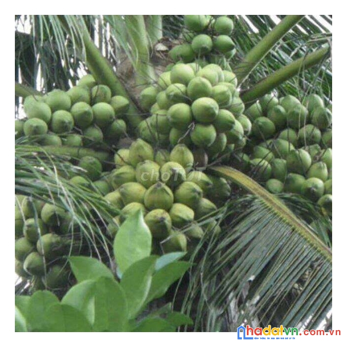 Chính chủ cần bán đất thổ cư ở xã long phước , huyện long hồ, tỉnh vĩnh long liên hệ: 0906803109.