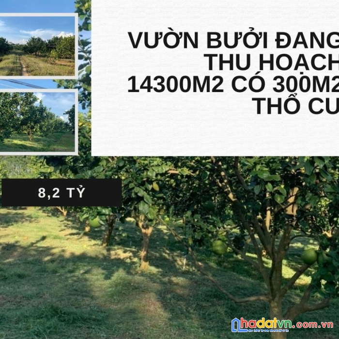 Bán vườn bưởi xã phú lý, vĩnh cửu đồng nai 14300m2 giá 8.2 tỷ