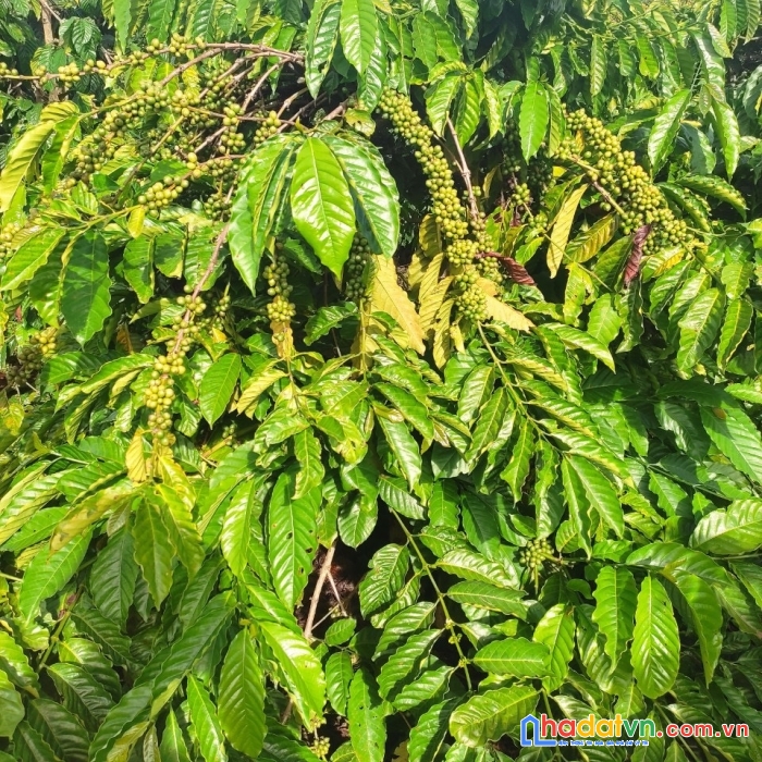 Chính chủ cần bán gấp lô đất đẹp tại xã hà bầu, huyện đắc đoa, tỉnh gia lai