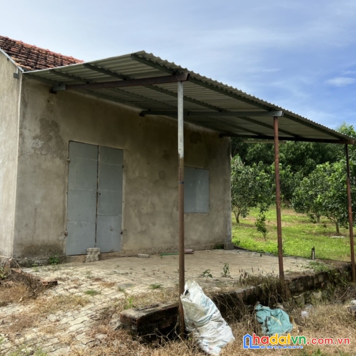 Chính chủ cần bán vườn bưởi có khả năng sinh lời cao tại khánh nam khánh vĩnh khánh hòa