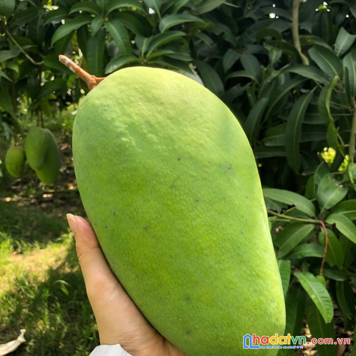 Bán bớt 1,3 công đất để mở tiệm spa cho con gái