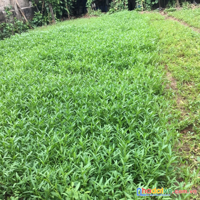 Bán đất _giang biên_long biên_40m2_ô tô đỗ cửa_2,3 tỷ