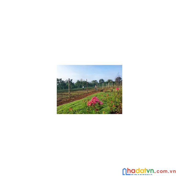 Đất nền bảo lộc ngang 10m shr thổ cư, đường 6m