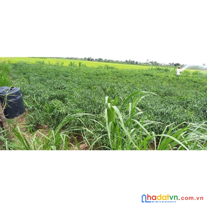 Chính chủ bán mảnh đất cực đẹp tại ấp gò me - bình ân - gò công đông.