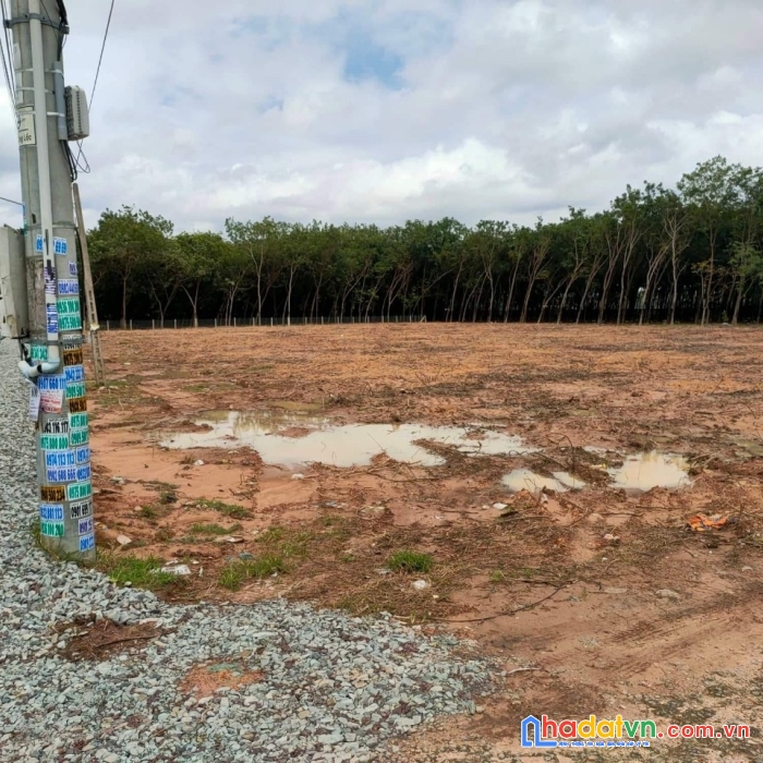 Trục đường chính  chánh phú hòa - vĩnh tân-kcn vsip ii