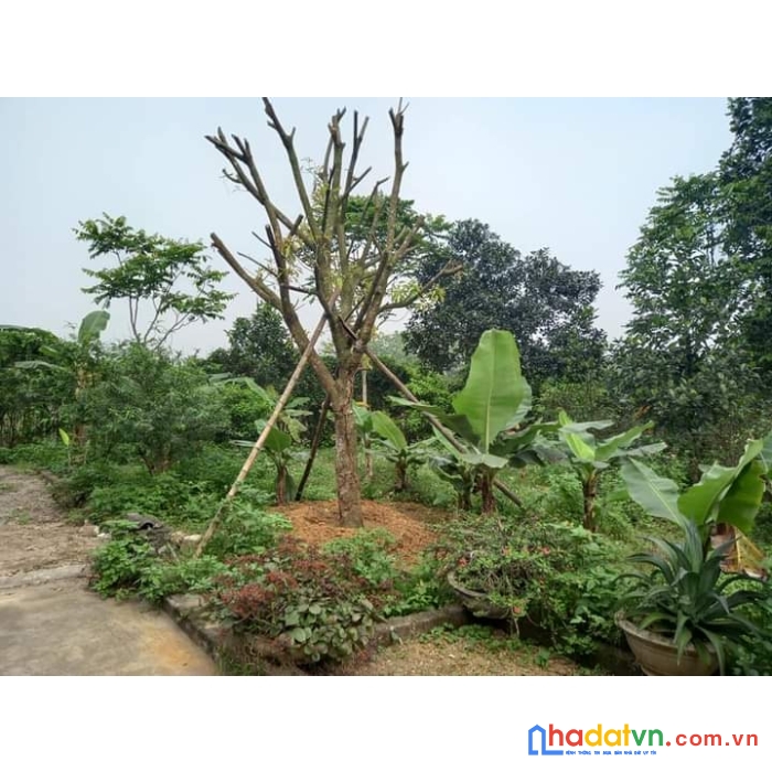 Bán đất vườn thổ cư giá rẻ