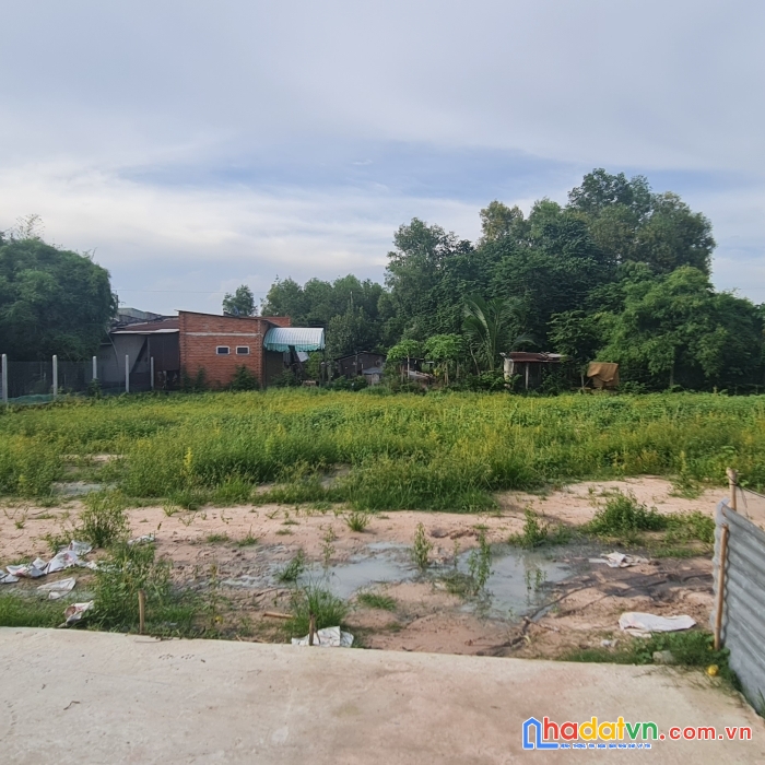 Bán đất trâm vàng