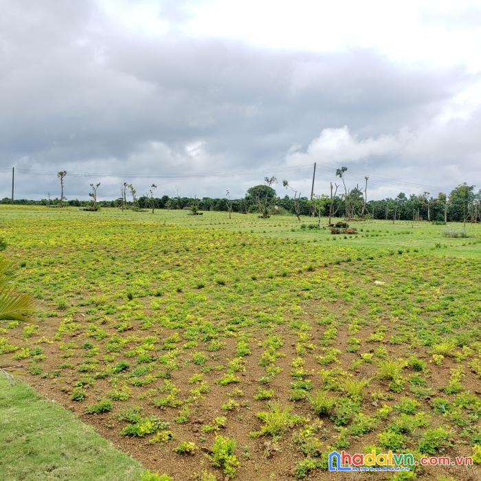 Bán gấp lô đất nền 5*25 cách thác dambri 5 phút. lh 0902946978 vinh