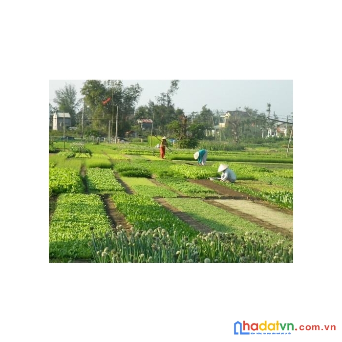 Đất trà quế hội an, 102m2, ngang 5, đường bt 3m