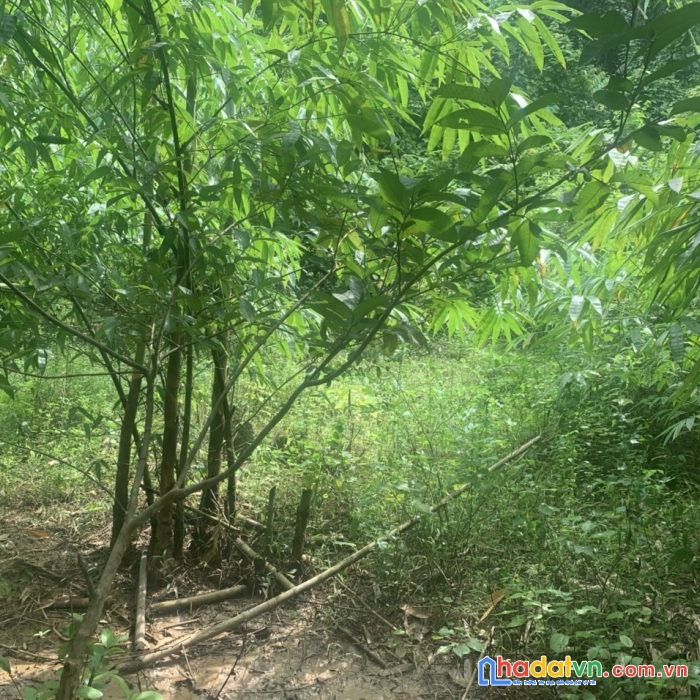 Bán đất lương sơn 1000m full đất trồng cây, ô tô vào tận đất chỉ hơn 500 triệu.