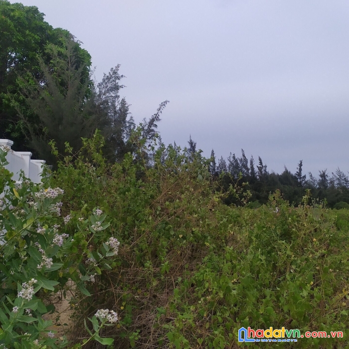 Bán đất ninh thuỷ ninh hoà diện tích lớn
