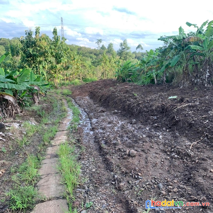 Đất vườn cách ngã tư dầu giây 4 km đã có sổ 1000m2 chỉ 999 triệu liên hệ em hòa