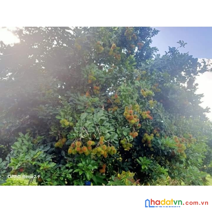 Bán đất trồng cây ăn trái tại thị trấn đạ m'ri, đạ huoai, lâm đồng