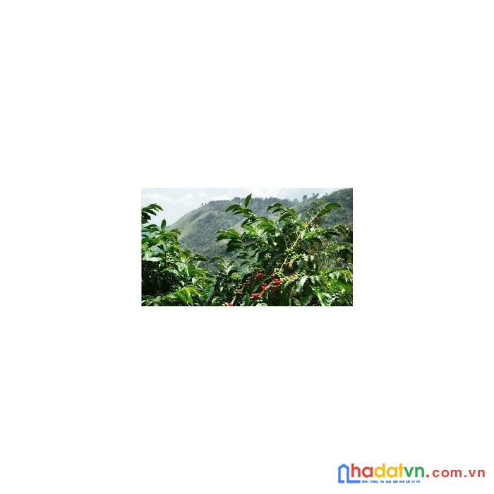 Đầu tư thông minh nhất là đầu tư bất động sản. 