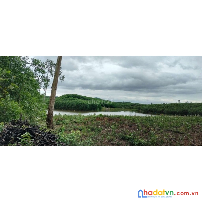 Cần bán 500.000m2 đất đất rừng sản xuất view suối