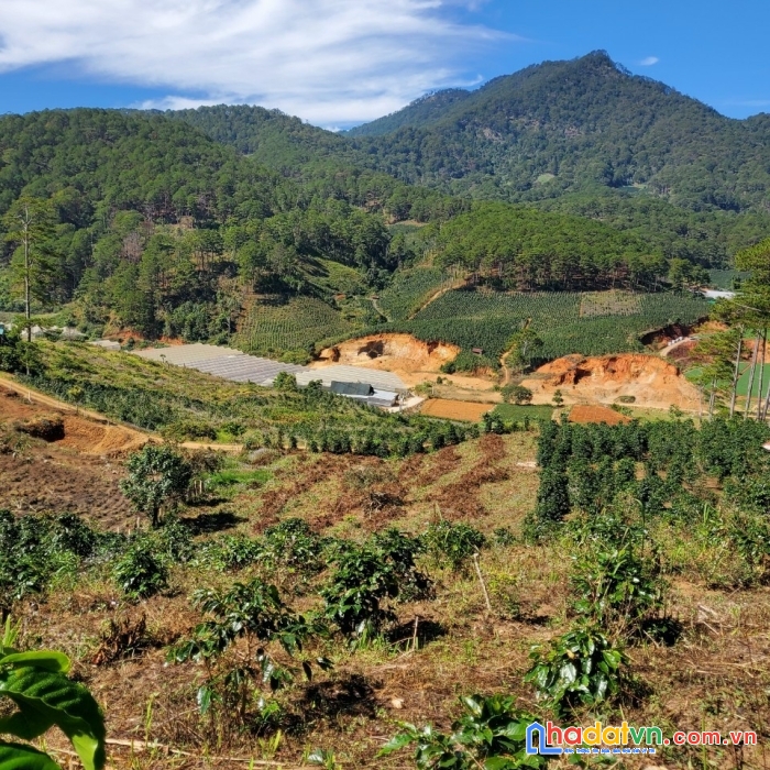 Cần tiền nên bán gấp lô đất view đẹp tại đa sar, lạc dương 1.2ha