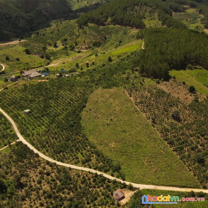 Cần tiền bán gấp đất rộng view đẹp tại tà nung, đà lạt 7000m2