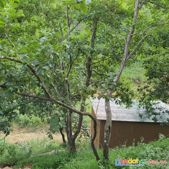 Cần tiền bán gấp đất sổ riêng view thoáng đường khe sanh, đà lạt 505m2 giá 3.2 tỷ
