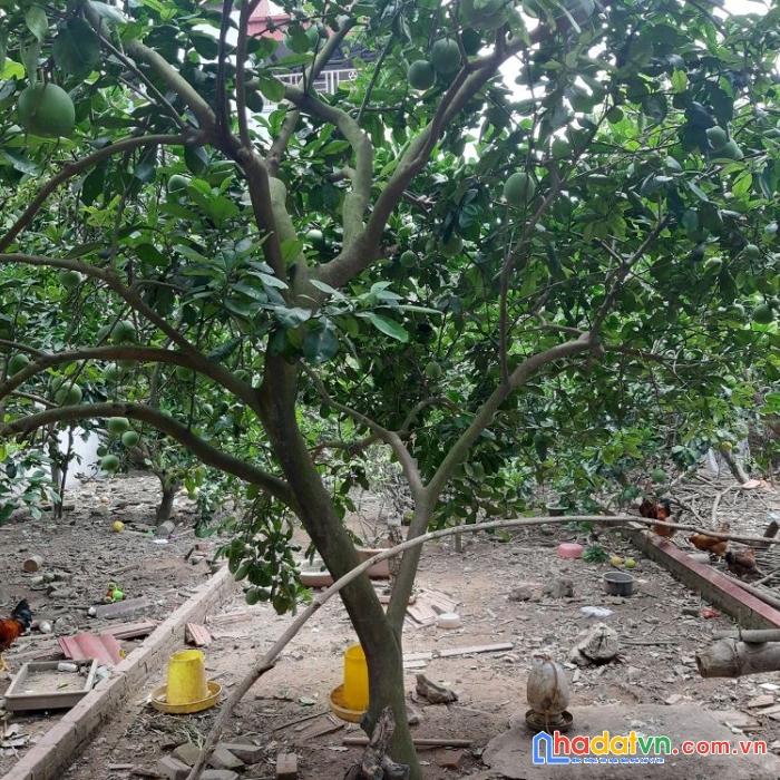 40m2 đất trâu quỳ, gia lâm, hà nội đường 2 ô tô tránh nhau, mặt tiền rộng. lh 0989894845.