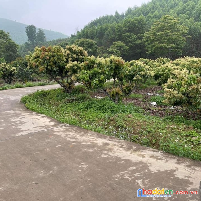 Chính chủ cần bán lô đất vị trí đắc địa tại lục nam giá cực đẹp