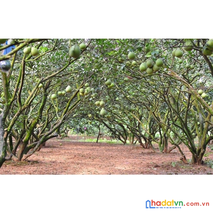 Bán đất thị trấn mãn đức, tân lạc 1000m2 sẵn vườn bưởi giá rẻ