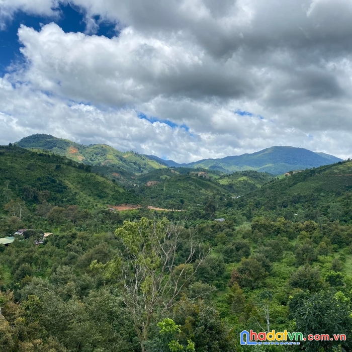 Bán đất vườn trồng cây lâu năm