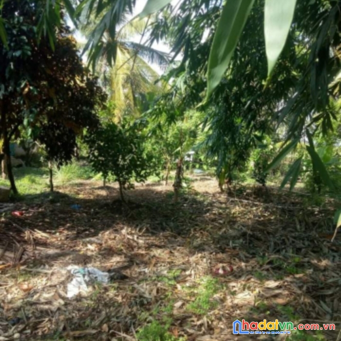 Bán gấp đất thuộc ấp thới xuân, xã trường thắng, thới lai, cần thơ