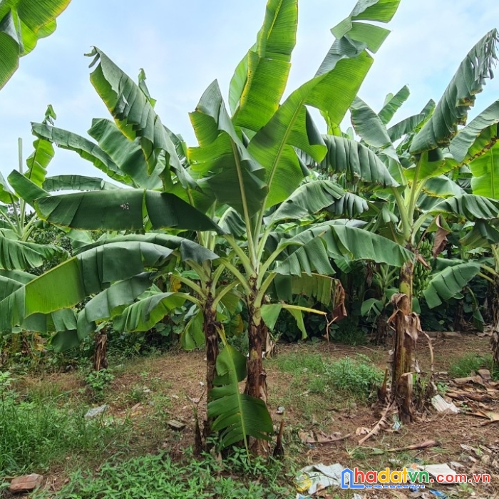 Bán đất phúc lợi, gần vicom long biên, diện tích 36m2, giá 2,7 tỷ