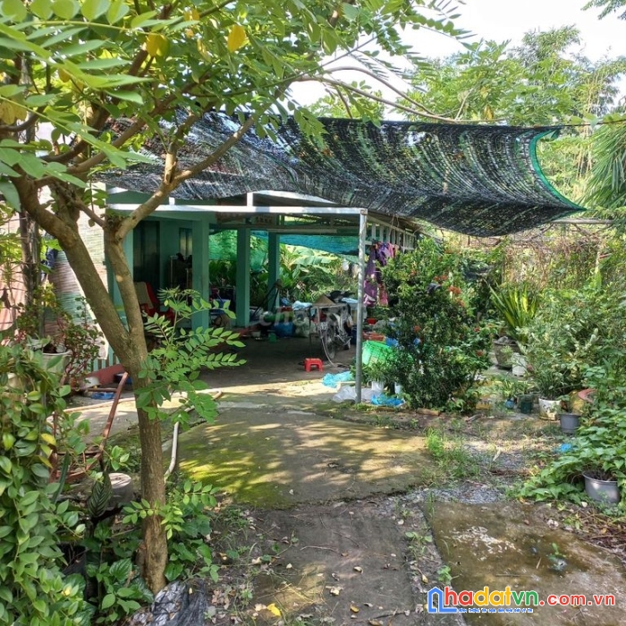 Chính chủ bán đất dt 5037 m2 giá bán 35 tỷ trồng cây lâu năm, đường nguyễn thị lắng, củ chi, tp.