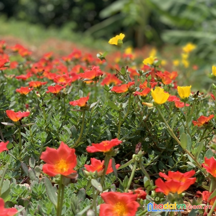 Con gái cần vốn kd nên tôi muốn bán gấp 1056m2 đất sát  hồ trị an - định quán - đồng nai