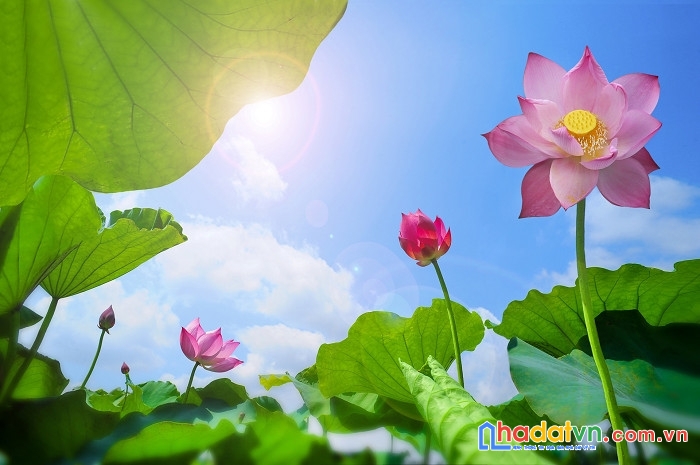 Chính chủ bán nhanh lô đất mặt đường thái bình, p. lộc hạ, tp nam định