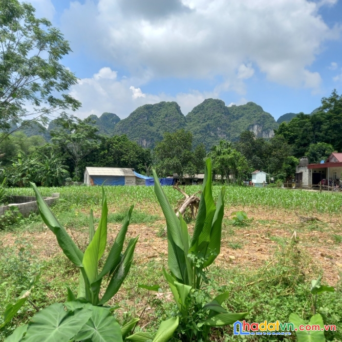 Bán đất nghỉ dưỡng ở thanh sơn,lương sơn,hb,1547m2,siêu đep,siêu rẻ,đường to, 1,1tr/m2