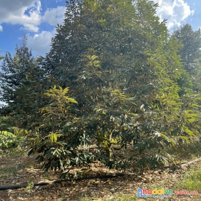 Bán đất vườn sầu riêng 3000m2 giá 490 triệu - sổ sẵn -