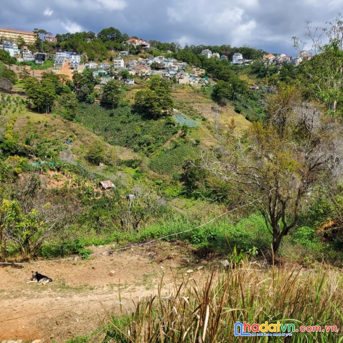 Cần bán gấp 5000m2 đất rộng view đẹp đường hoàng hoa thám, đà lạt