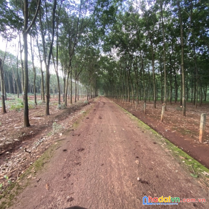 Chính chủ cần bán lô đất   huyện  phú  riềng  tỉnh bình phước