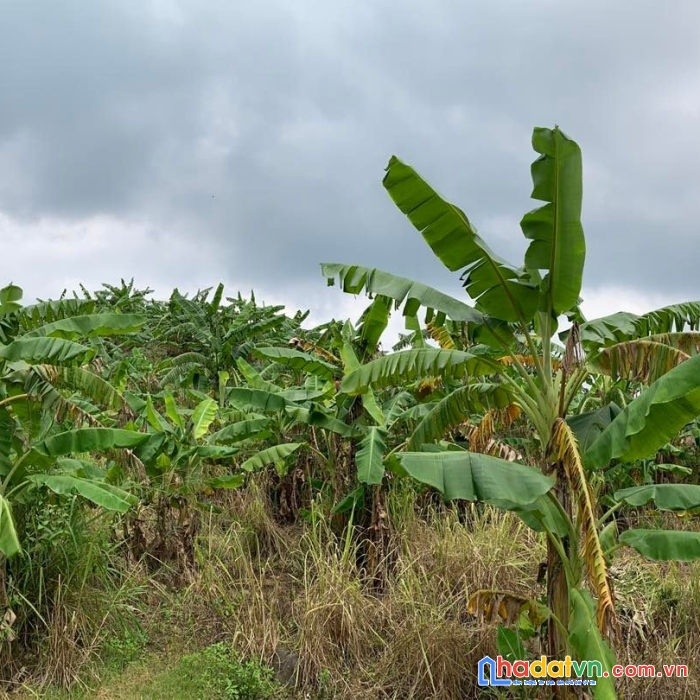 Bán lô đất 45mx80m view đẹp tặng thêm 4 chỉ vàng khi mua trong tháng 8 ngân hàng scb hỗ trợ vay