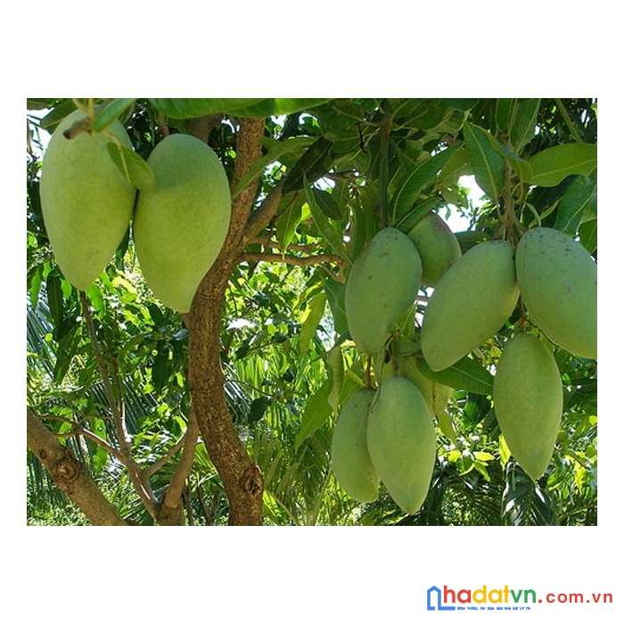 Vợ chồng tôi muốn bán đất ở la ngà định quán