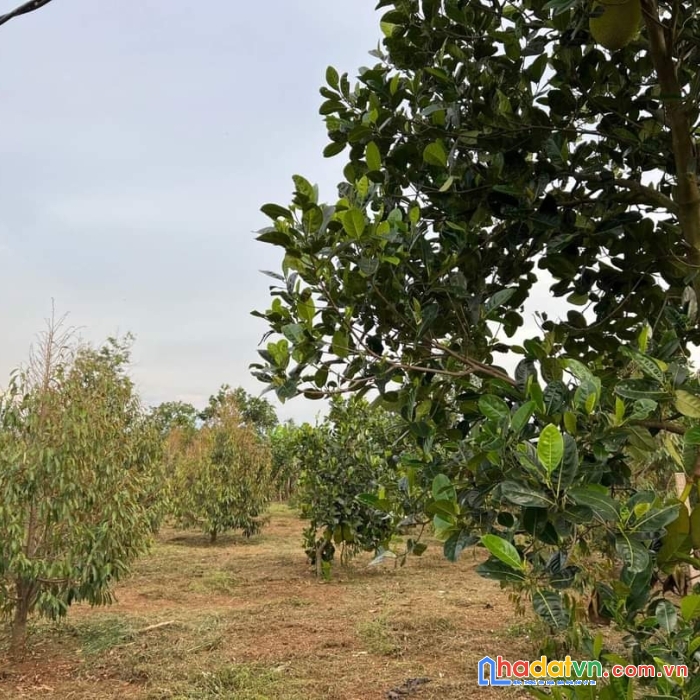 Cần bán lô đất đã có mít và sầu riêng,trả nợ ngân hàng