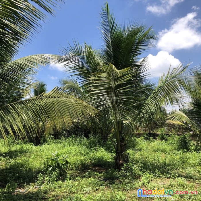 Chính chủ bán đất xã bạch đằng, thị xã tân uyên, bình dương