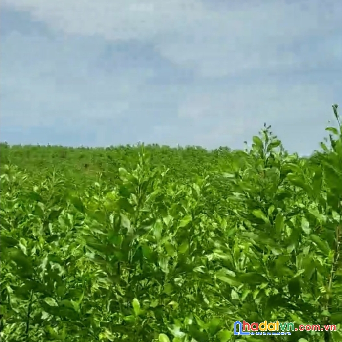 Mình chính chủ cần bán 17.000m2 sổ đất trồng