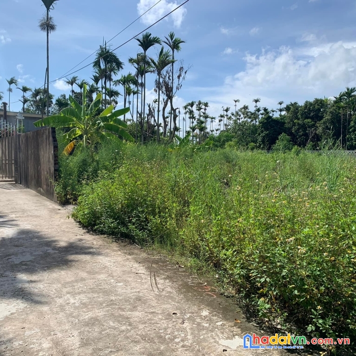 Hàng đẹp như ngọc trinh nở hậu giá rẻ tại hoà nghĩa, dương kinh.