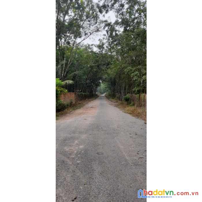 Đất bán 3 mẫu 6.5tr/m2 chánh phú hòa bến cát bình dương