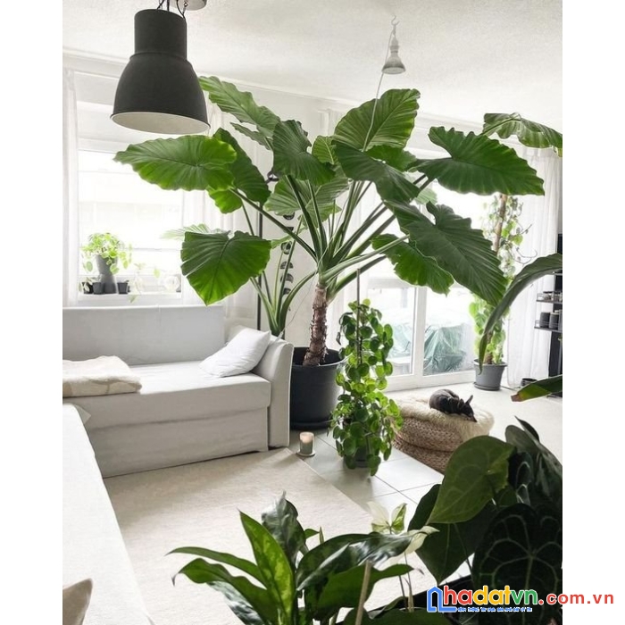 Mặt phố quang trung hà đông kinh doanh bất chấp các loại hình, 45m2x5t, mt 4m chỉ 10 tỷ.