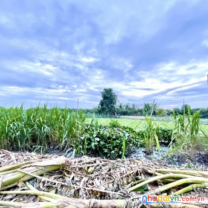 Nền đẹp, giá rẻ tại đường bắc cây sung, khánh hoà, châu phú